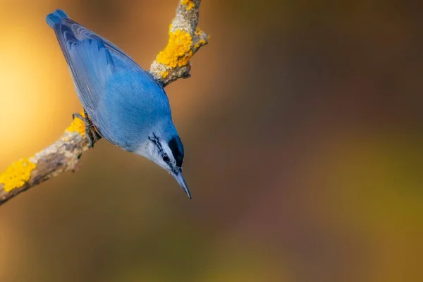 Roztomilý Ptáček Podzimní Příroda Pozadí Krupers Nuthatch Sitta Krueperi — Stock fotografie