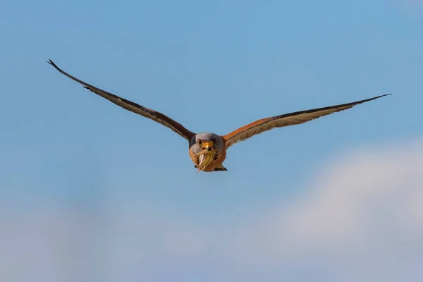 Летящий Сокол Голубой Фон Неба — стоковое фото