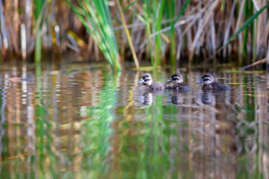 Uçan ördekler. Doğa geçmişi. Beyaz başlı ördek. Oxyura lökocephala..