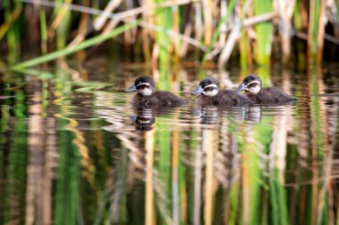Uçan ördekler. Doğa geçmişi. Beyaz başlı ördek. Oxyura lökocephala..