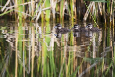 Uçan ördekler. Doğa geçmişi. Beyaz başlı ördek. Oxyura lökocephala..
