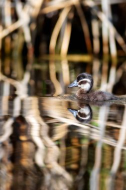 Uçan ördekler. Doğa geçmişi. Beyaz başlı ördek. Oxyura lökocephala..