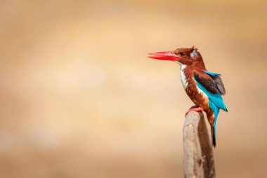Beyaz boğazlı Kingfisher. Renkli kuş. Sarı doğa geçmişi. Beyaz boğazlı Kingfisher. 