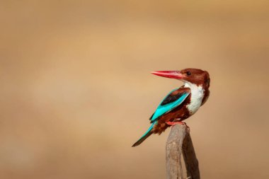 Beyaz boğazlı Kingfisher. Renkli kuş. Sarı doğa geçmişi. Beyaz boğazlı Kingfisher. 