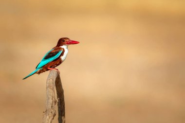 Beyaz boğazlı Kingfisher. Renkli kuş. Sarı doğa geçmişi. Beyaz boğazlı Kingfisher. 