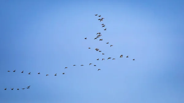 Fliegende Enten Blauer Himmel Hintergrund — Stockfoto