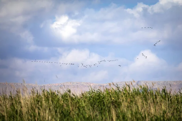 Létající Kachny Modrá Obloha Pozadí — Stock fotografie