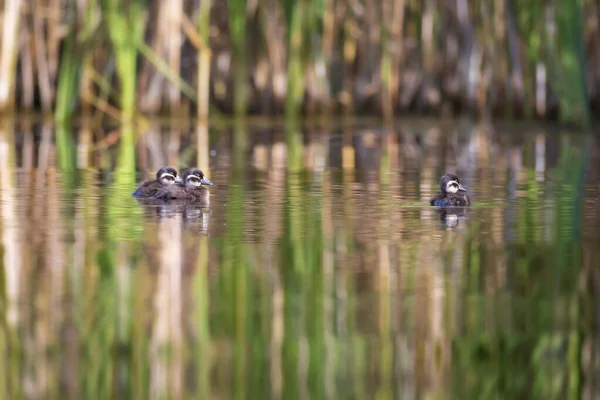 Zwevende Eendjes Natuur Achtergrond Blanke Hoofd Duck Oxyura Leucocephala — Stockfoto