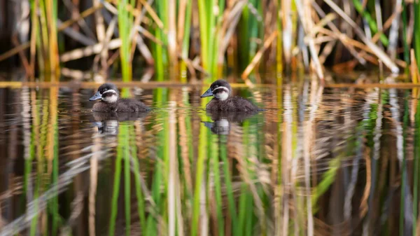 Zwevende Eendjes Natuur Achtergrond Blanke Hoofd Duck Oxyura Leucocephala — Stockfoto