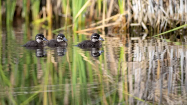 Zwevende Eendjes Natuur Achtergrond Blanke Hoofd Duck Oxyura Leucocephala — Stockfoto