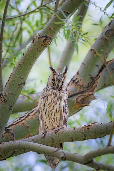 Bos Uil Vogel Uil Met Lange Oren Asio Otus Natuur — Stockfoto