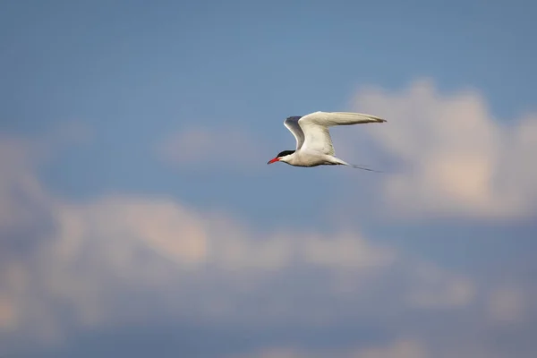 Pájaro Volador Fondo Cielo Azul Bird Common Tern Sterna Hirundo — Foto de Stock