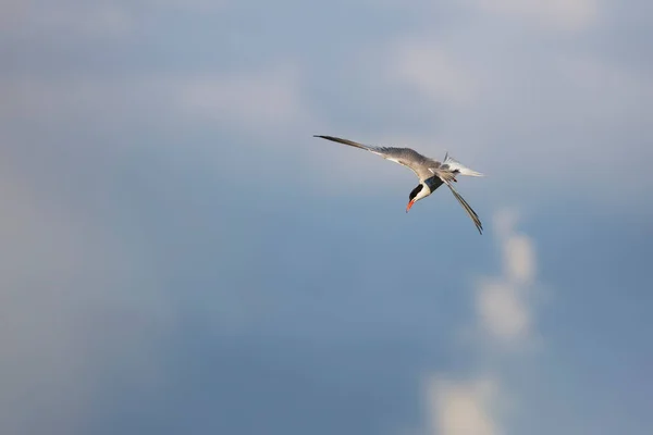 Flying Bird Blue Sky Background Bird Common Tern Sterna Hirundo — 스톡 사진