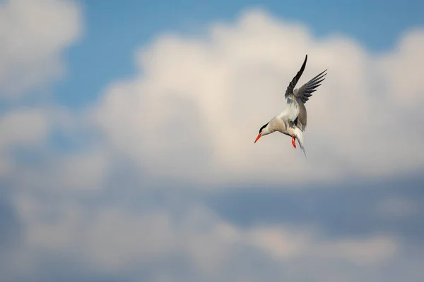 Pássaro Voador Fundo Azul Céu Pássaro Tern Comum Sterna Hirundo — Fotografia de Stock