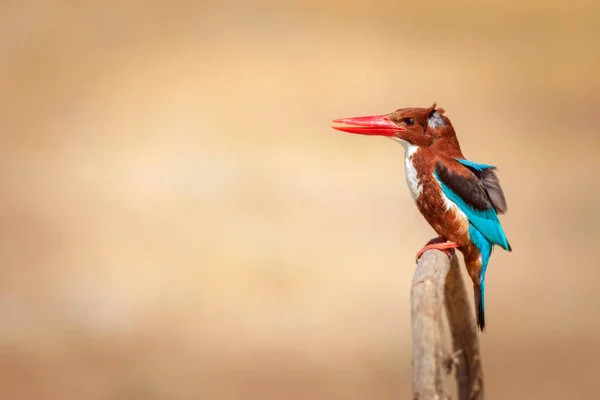 Kingfisher Gorge Blanche Oiseau Coloré Fond Nature Jaune Martin Pêcheur — Photo