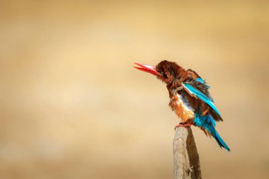 Renkli kuş ve onun avı. Sarı doğa geçmişi. Beyaz boğazlı Kingfisher. 