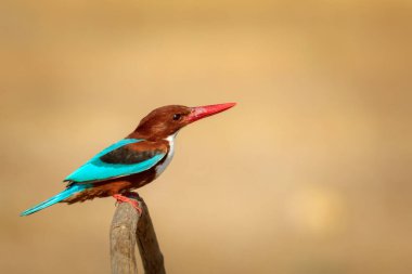 Renkli kuş ve onun avı. Sarı doğa geçmişi. Beyaz boğazlı Kingfisher. 