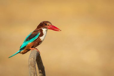 Renkli kuş ve onun avı. Sarı doğa geçmişi. Beyaz boğazlı Kingfisher. 