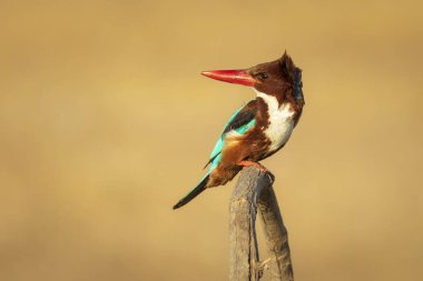 Renkli kuş. Sarı doğa geçmişi. Beyaz boğazlı Kingfisher. 
