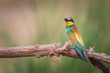 Renkli kuş ve onun avı. Sarı yeşil doğa. Avrupa Arı Yiyen. Merops apiaster. 