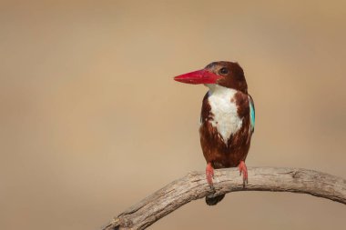 Renkli kuş. Sarı doğa geçmişi. Beyaz boğazlı Kingfisher. 