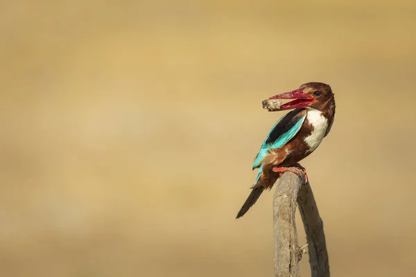 Colorful bird and its hunt. Yellow nature background. White throated Kingfisher.