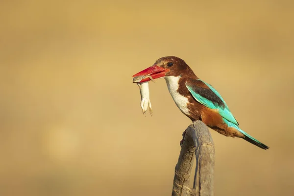Colorful bird and its hunt. Yellow nature background. White throated Kingfisher.