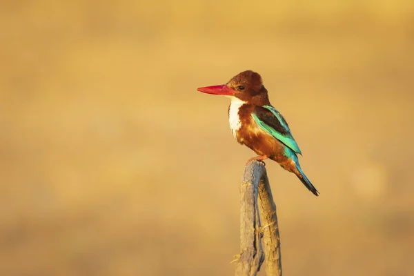 Pássaro Colorido Fundo Natureza Amarela Branco Garganta Kingfisher — Fotografia de Stock