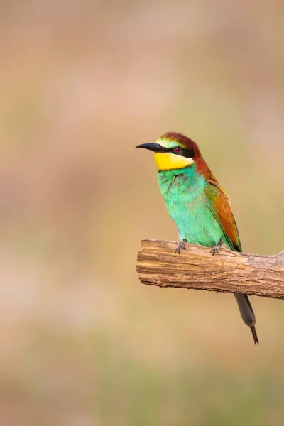 Pássaro Colorido Sua Caça Amarelo Verde Natureza Fundo Pássaro Comedor — Fotografia de Stock