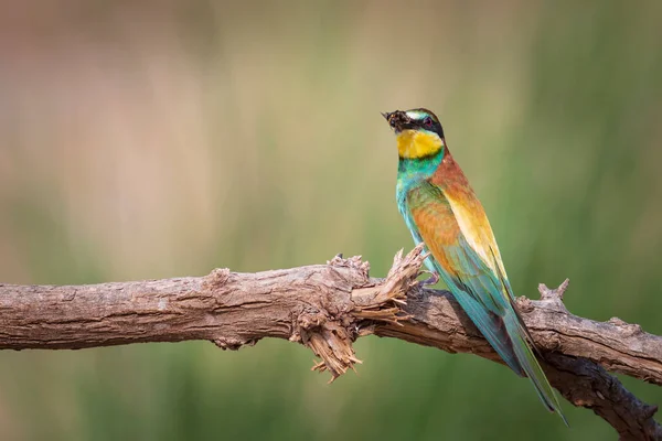 Красочная Птица Охота Желто Зеленый Фон Природы Птица Европейская Пчелоед — стоковое фото