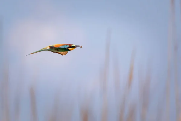 Colorful Bird Its Hunt Yellow Green Nature Background Bird European — Stock Photo, Image