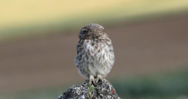 Küçük baykuş. Athene noctua. Doğa arkaplanı.