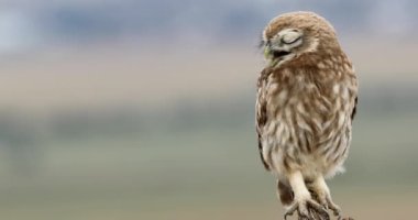 Küçük baykuş. Athene noctua. Doğa arkaplanı.