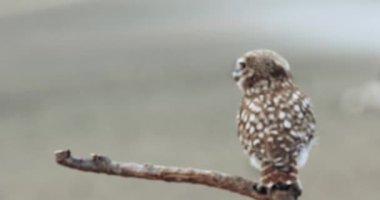 Küçük baykuş. Athene noctua. 4K çözünürlüğü. Doğa arkaplanı. 