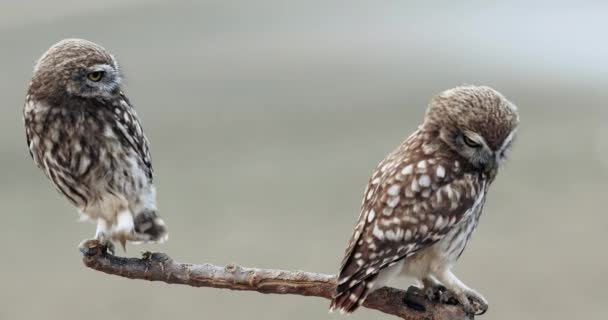 Little Owl Athene Noctua Resolution Nature Background — Stock Video