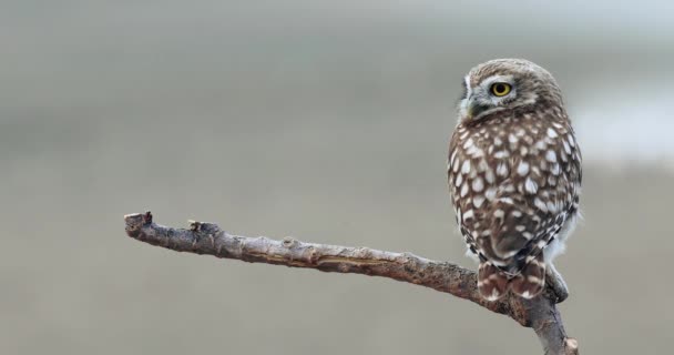 Liten Uggla Och Flock Får Athene Noctua Upplösning Naturbakgrund — Stockvideo