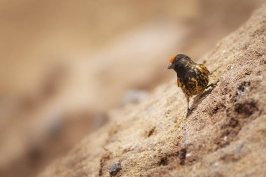 Kırmızı önlü Serin. Serinus pusillus. Doğa arkaplanı.