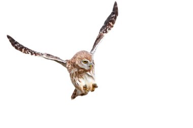 Uçan baykuş. İzole edilmiş küçük baykuş. Beyaz arkaplan.  