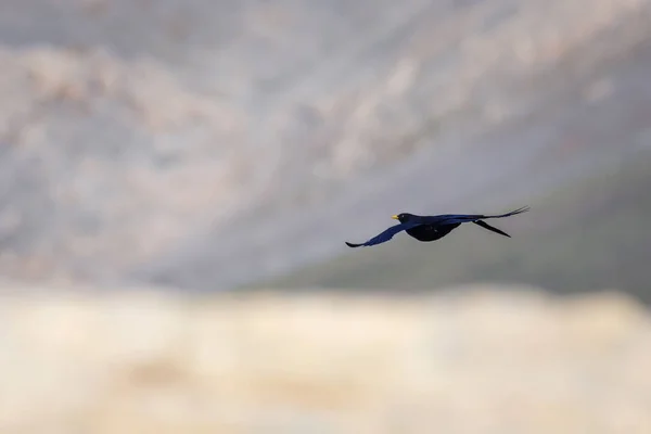 Flygande Kråka Alpin Hosta Pyrrhocorax Graculus Bergbakgrund — Stockfoto