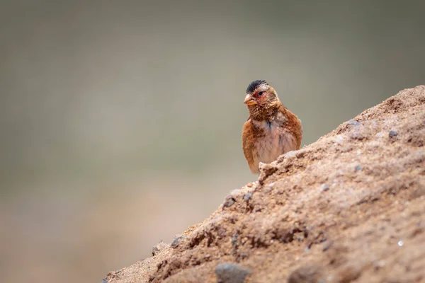 Eurazjatycki Szkarłatny Skrzydlaty Finch Rhodopechys Sanguineus Kontekst Natury — Zdjęcie stockowe