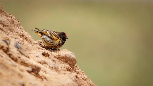 Serin Dalla Fronte Rossa Serinus Pusillus Sfondo Della Natura — Foto Stock