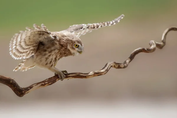 Búho Volador Pequeño Búho Fondo Naturaleza Atenea Noctua — Foto de Stock