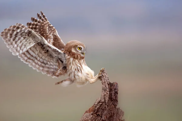 Búho Volador Pequeño Búho Fondo Naturaleza Atenea Noctua — Foto de Stock