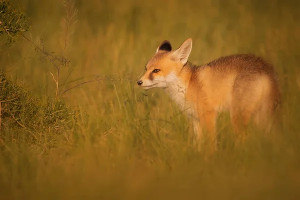 Mignon Renard Fond Vert Nature Red Fox Vulpes Vulpes — Photo