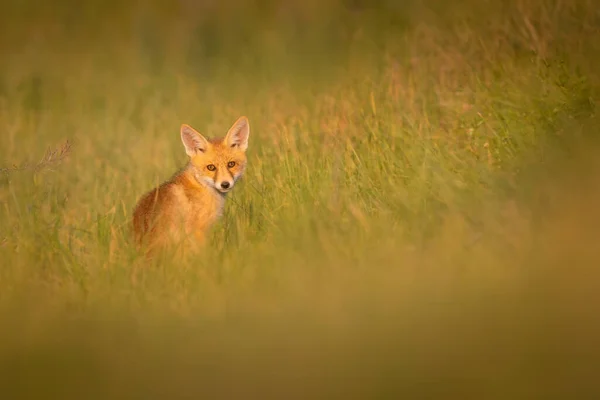 Cute Fox Green Nature Background Red Fox Vulpes Vulpes — Stock Photo, Image