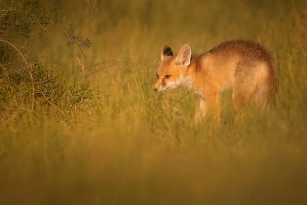 Mignon Renard Fond Vert Nature Red Fox Vulpes Vulpes — Photo