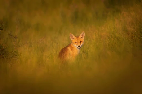 Mignon Renard Fond Vert Nature Red Fox Vulpes Vulpes — Photo