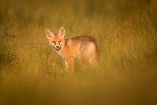 Şirin Tilki Yeşil Doğa Geçmişi Kızıl Tilki Vulpes Vulpları — Stok fotoğraf