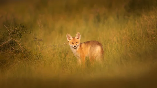 Bonito Zorro Fondo Naturaleza Verde Red Fox Vulpes Vulpes — Foto de Stock