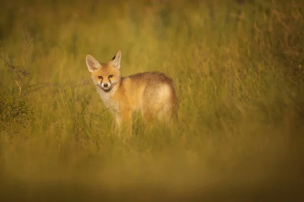 Mignon Renard Fond Vert Nature Red Fox Vulpes Vulpes — Photo